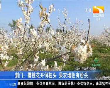 荆门樱桃花开俏枝头 果农增收有盼头