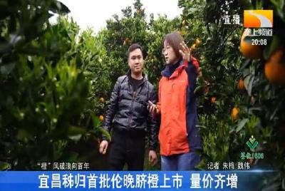 宜昌秭归首批伦晚脐橙上市 量价齐增