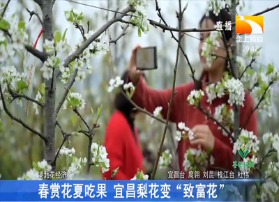 春赏花夏吃果 宜昌梨花变“致富花”