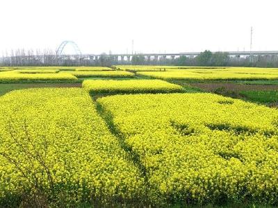 湖北安陆：油菜花开 春色如画