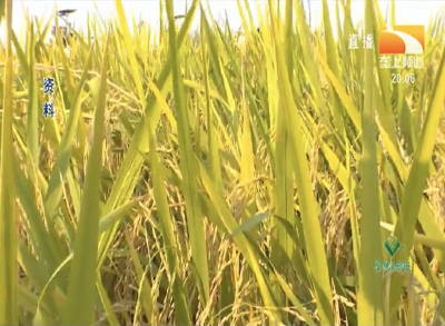 水稻缺锌症状与稻田锌肥施用技术