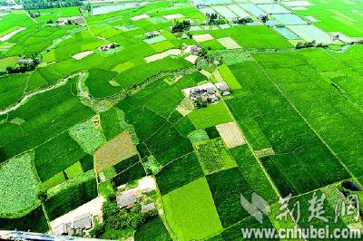 农业气象专家：江汉平原要因天制宜确定双季早稻适宜播期
