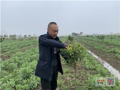 荆州纪南镇鲁垱村返乡农民杨顺海：投资千万做农业