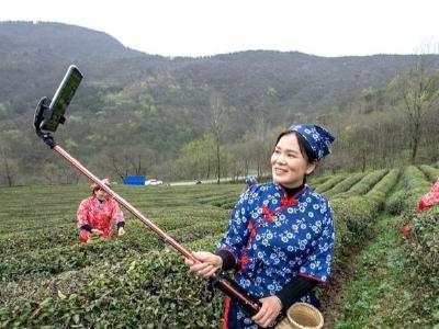 湖北保康：网络直播助力“鄂茶出山”