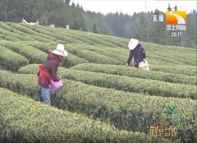 明前茶价格优 赤壁万亩茶园开采