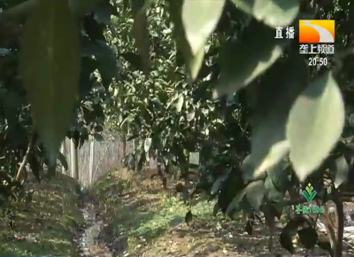 春季柑桔树 三项管理要牢记