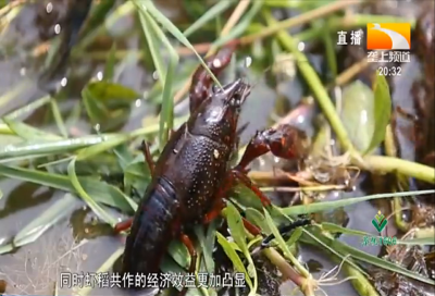 潜江龙虾之“家”迎来新成员