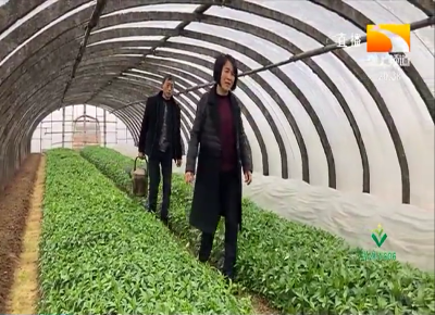 鄂北育苗第一村育苗忙 人均年增收3万元