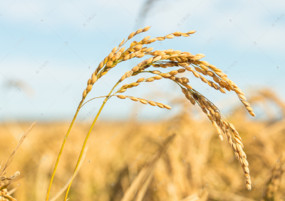 春季早稻、玉米的施肥指导意见