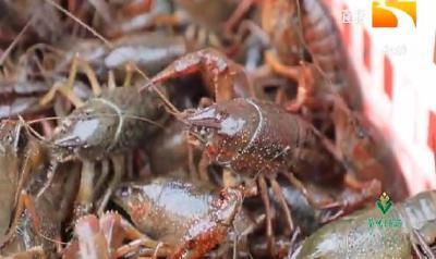 2021年潜江小龙虾正式开捕 首批商品直发上海