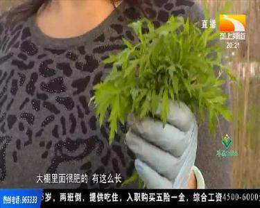 摘野菜咬个“春” 寻找记忆中的味道