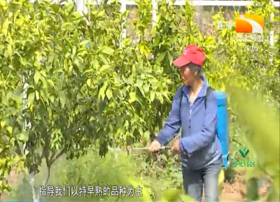 科技创新服务进夷陵 助力柑橘产业高质量发展