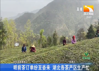 明前茶订单纷至沓来 湖北各茶产区生产忙