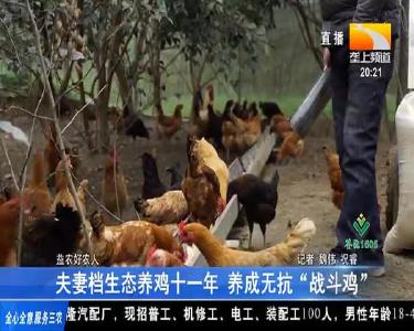 夫妻档生态养鸡十一年 养成无抗“战斗鸡”