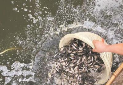 湖北鱼苗第一村 年售鱼苗180亿尾 边远省区的订单还可以空运