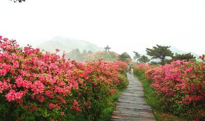 湖北发布春季“十大赏花游”线路