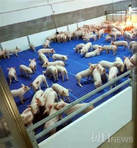 提升精致农业产业融合，武汉将打造百亿生猪与50亿家禽产业链