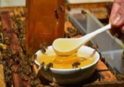 十堰竹山县：小蜜蜂酿出“大甜蜜” 年产蜂蜜40万公斤