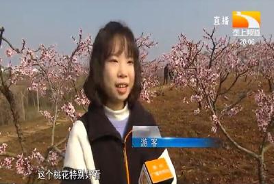 以花为媒 随县尚市镇万亩桃林邀您来打卡