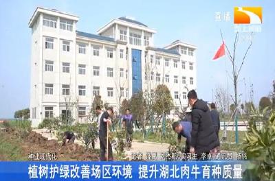 植树护绿改善厂区环境 提升湖北肉牛育种质量