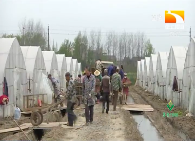 抢农时 洪湖30万亩再生稻育秧忙