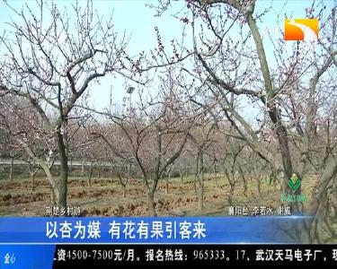 以杏为媒 有花有果引客来