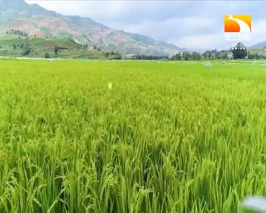 垄上行 2021-03-02