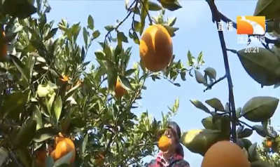 柑橘春季管理措施