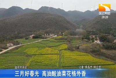 三月好春光 高油酸油菜花格外香