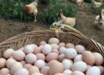 武汉新洲养殖户2万枚土鸡蛋盼销路