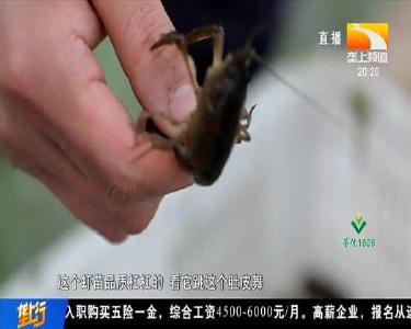 虾苗价格较去年翻番 养殖户积极起虾