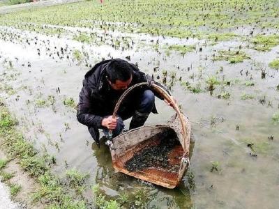 大学教授到嘉鱼攻关葛仙米与水稻套种技术