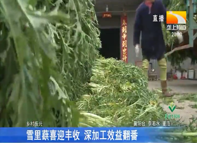 雪里蕻喜迎丰收 深加工效益翻番