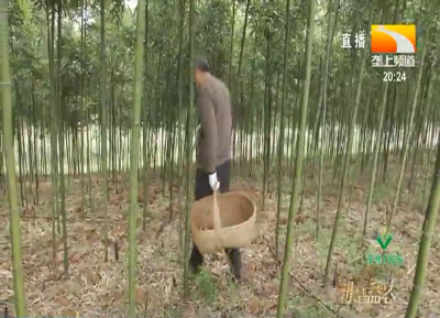 肉白鲜甜清香诱人 宜昌当阳春笋上市