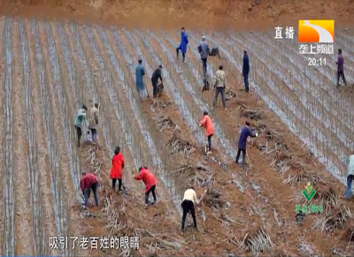 立体发展林下经济 点“绿” 成“金”