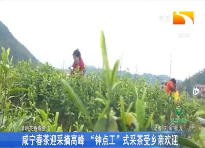 咸宁春茶迎采摘高峰 “钟点工” 式采茶受乡亲欢迎