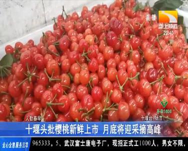 十堰头批樱桃新鲜上市 月底将迎采摘高峰