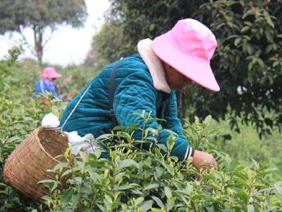 湖北恩施：打造茶叶品牌助农增收