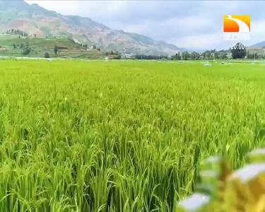 垄上行 2021-04-09