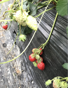 草莓地膜覆盖栽培方法