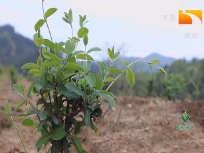 荒山上种“金银” 做好春管待花开