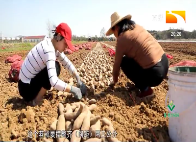 脱毒种苗培育忙 助推红安苕高产高效