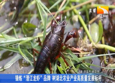锤炼“潜江龙虾”品牌 树湖北农业产业高质量发展标杆