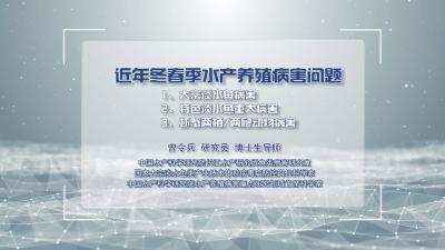 近年冬春季水产养殖病害问题.mp4