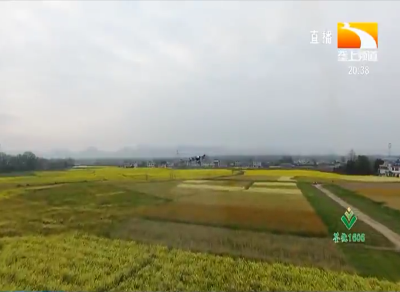 无人机化身“护花使者” 助力洪湖油菜菌核病防治