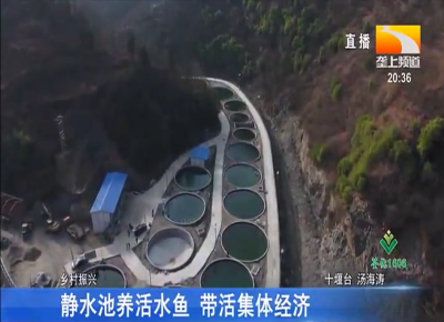 静水池养活水鱼 带活集体经济