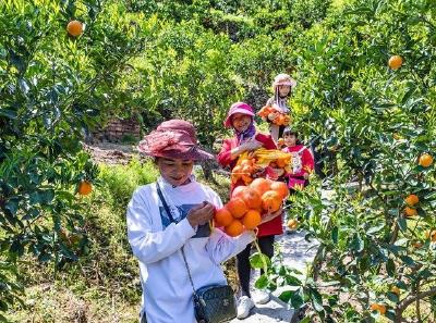 电商助力 秭归小伙要让更多人品尝脐橙美味