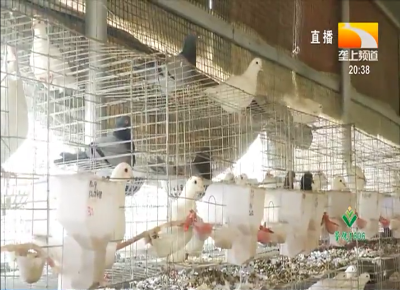 因户施策 “扶贫鸽”啄开希望门