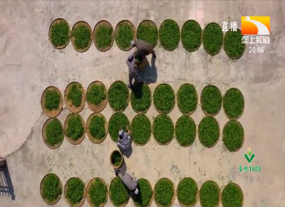 品牌引领湖北茶 助推“茶叶子”变“金叶子”