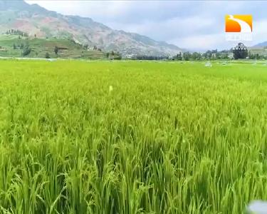 垄上行 2021-04-02